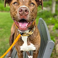adopt a pet