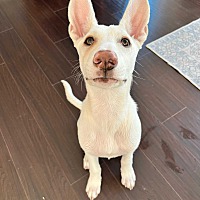 adopt a pet