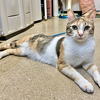 adopt a pet