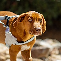 adopt a pet