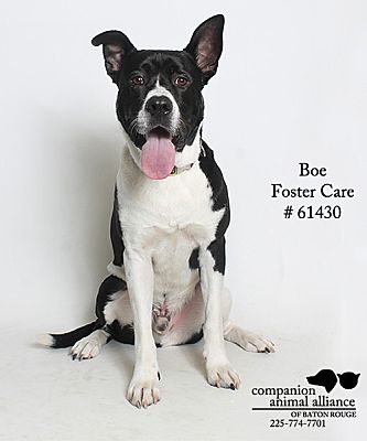 Baton Rouge, LA - Akita/Pit Bull Terrier. Meet Boe (Foster) a Pet for