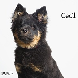 Thumbnail photo of Cecil #3