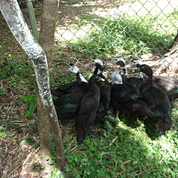 Thumbnail photo of Muscovy ducks(8) #3