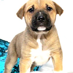 Thumbnail photo of Bixby~adopted! #1