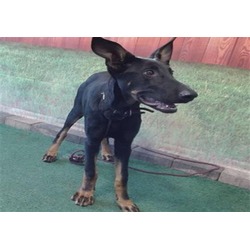 Photo of SCARLET
