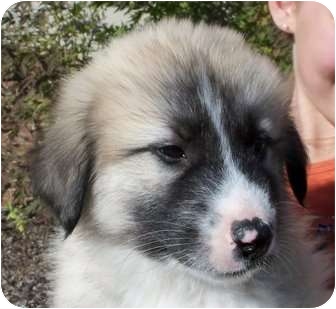 golden retriever keeshond mix