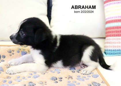 Thumbnail photo of Abraham-5273 #1