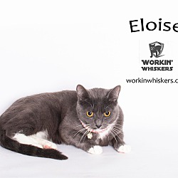 Thumbnail photo of ELOISE #1
