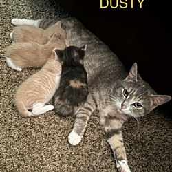 Thumbnail photo of Dusty #2