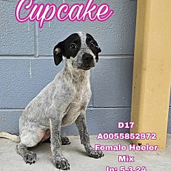 Photo of Cupcake