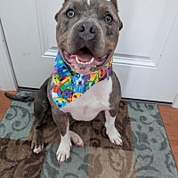 adopt a pet
