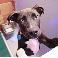 adopt a pet