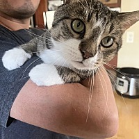 adopt a pet