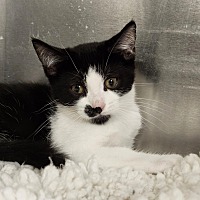 adopt-pet