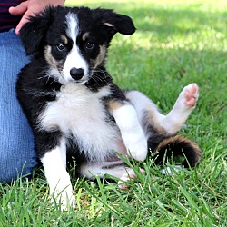 Thumbnail photo of Tiffy~adopted! #1