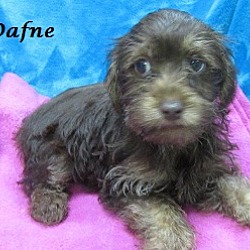 Thumbnail photo of Dafne #1