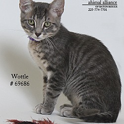 Thumbnail photo of Wottle  (Foster Care) #1
