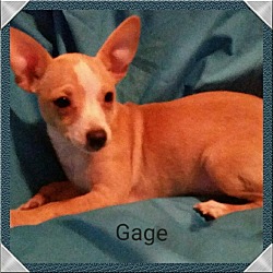 Thumbnail photo of Gage #1