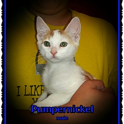Thumbnail photo of Pumpernickel #3
