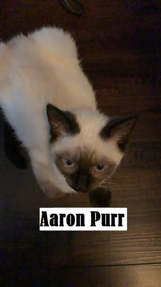 aarons ragdolls