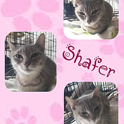 Photo of Shafer
