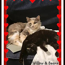 Photo of Willow & Beans