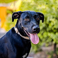 adopt a pet