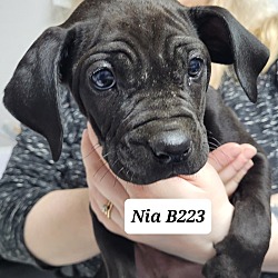 Thumbnail photo of Nia B223 #1