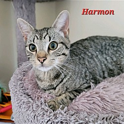 Photo of Harmon (24-335)