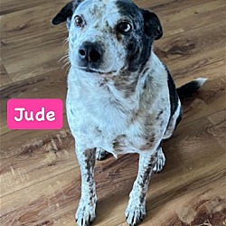 Photo of Jude