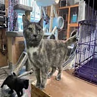 adopt a pet