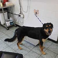 adopt a pet