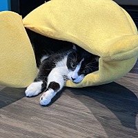 adopt a pet