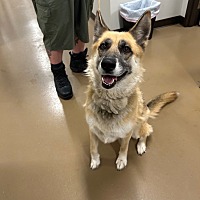 adopt a pet