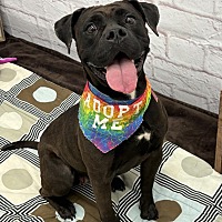 adopt a pet