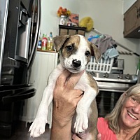 adopt a pet