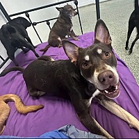 adopt a pet