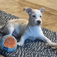 adopt-pet
