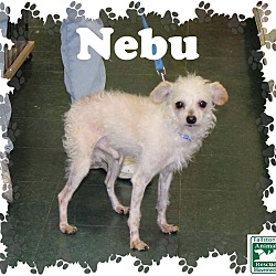 Thumbnail photo of Nebu #2