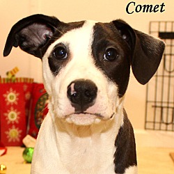 Thumbnail photo of Comet~adopted! #1