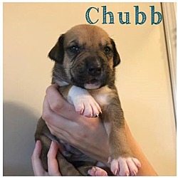 Photo of CHUBB