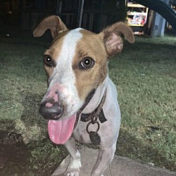 Photo of Milo in San Antonio