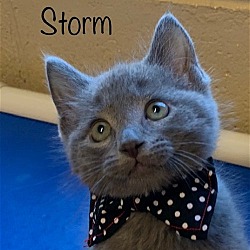 Thumbnail photo of Storm #1
