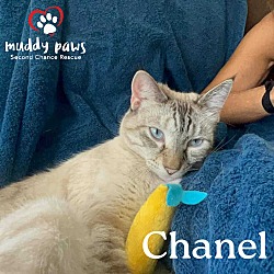 Photo of Chanel (Courtesy Post)