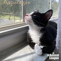 Thumbnail photo of Asparagus #4