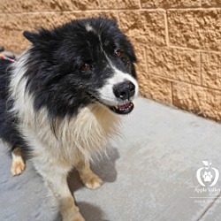 Photo of Bobo #234094