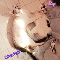 Thumbnail photo of Cherish & Joy #1