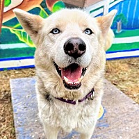 adopt a pet