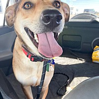 adopt a pet