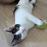 adopt a pet